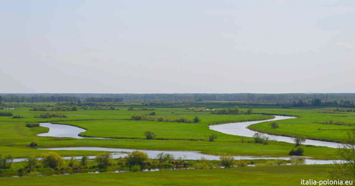 Affluenza del fiume Biebrza nel Narew