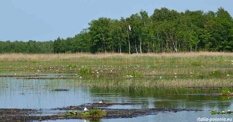 Lago distrofico in Polonia