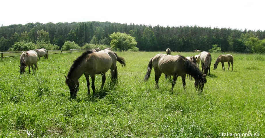 Konik Polski nel Parco Nazionale di Roztocze