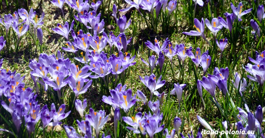 Fioritura dei crocus ad Aprile